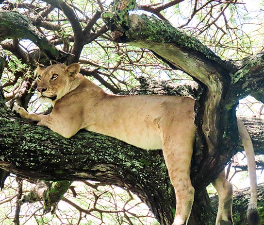 lion climbing tree