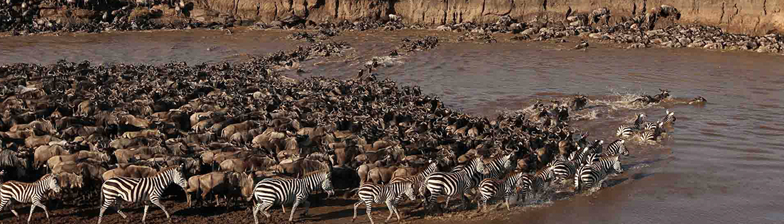 serengeti wildbeest migration Tanzania