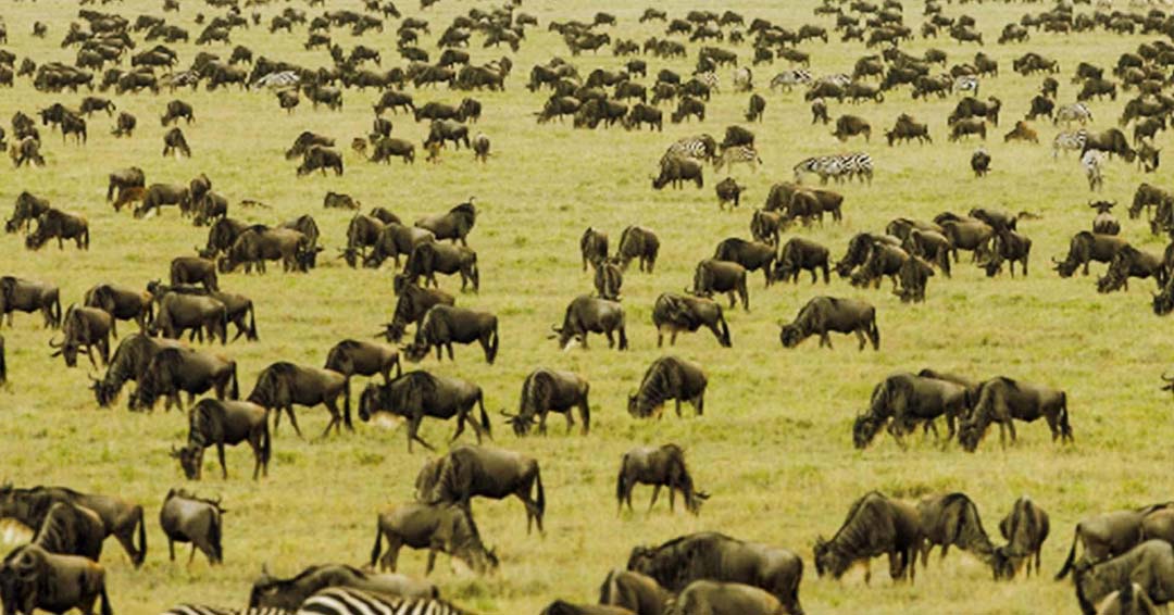 All you need to know about Wildebeest Migration