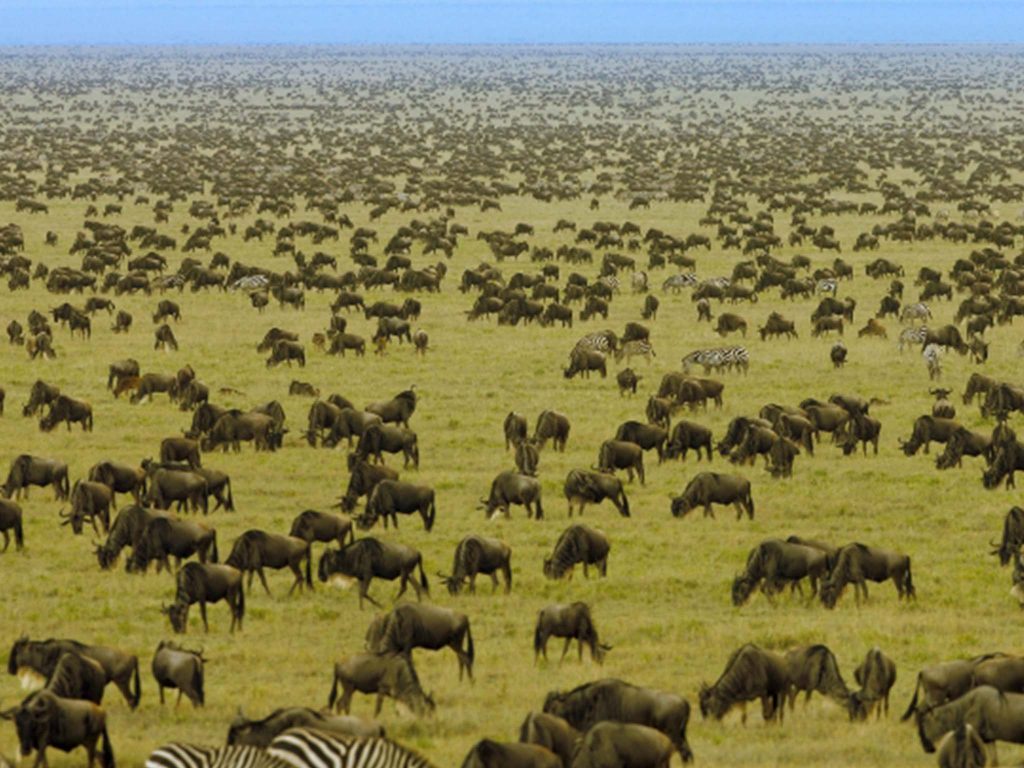 Serengeti Wildebest migration