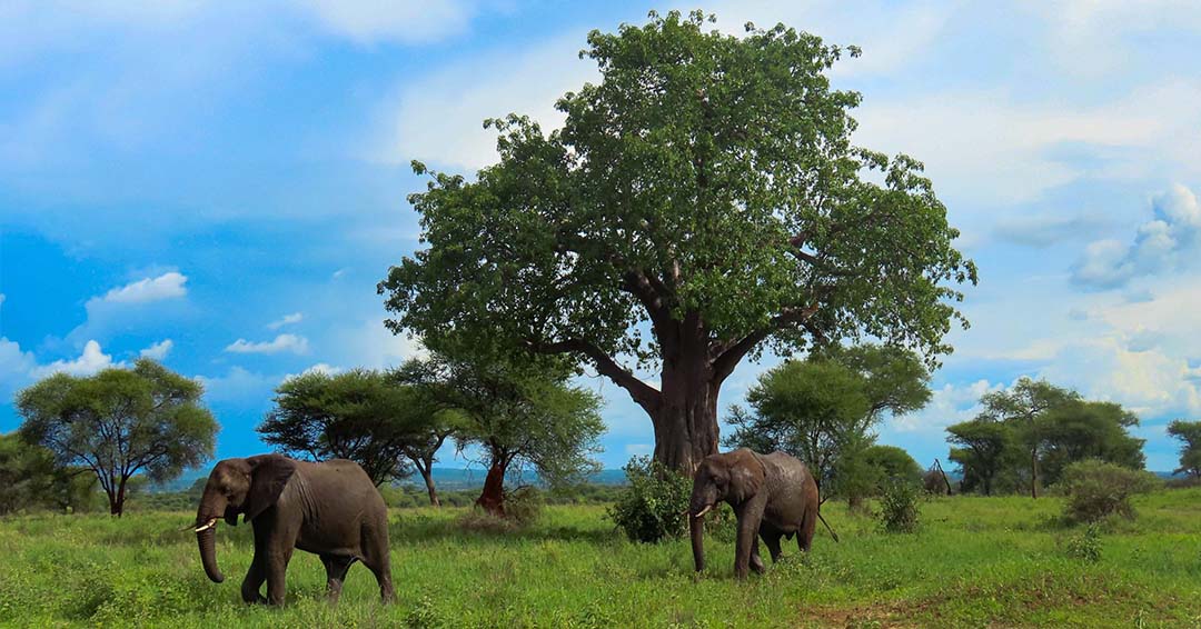 Why  Tanzania Safari Should Be on Top of Your Bucket List